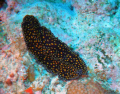   Spotted leopard wormOlympus SP350 Dual Ikelite Strobes  